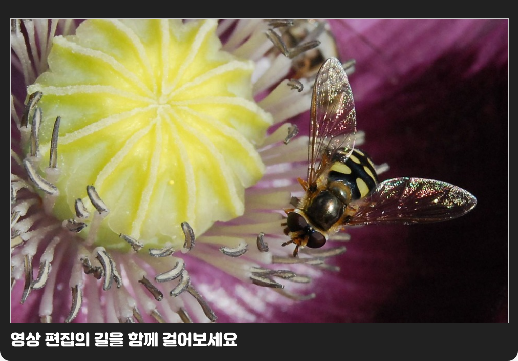 영상 편집의 길을 함께 걸어보세요