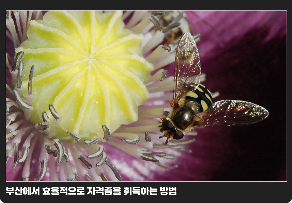 부산에서 효율적으로 자격증을 취득하는 방법